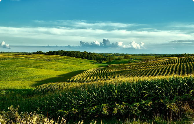 Farm Field